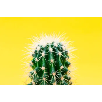 Cactus Tropical Flower